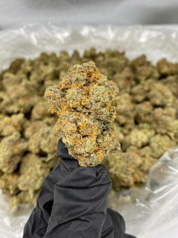 Oreoz THCa Flower cannabis strain, showcasing dense, frosty buds with a mix of green and purple hues, covered in sparkling trichomes, highlighting its potent appearance.