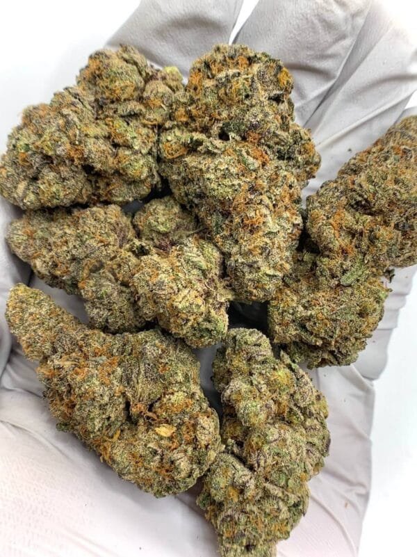 Close-up of Sherbert THCa Flower buds with vibrant orange pistils and frosty trichomes, showcasing its fruity appeal.