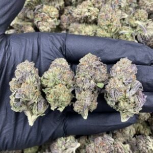 Cherry Bomb THCa Flower – Bright, trichome-covered buds with deep green and red hues.