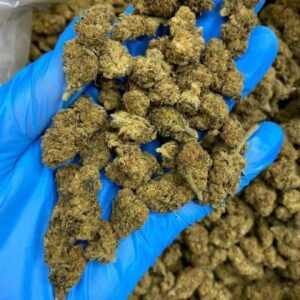 Kush THCa Flower – Dense, resin-coated buds with deep green hues and orange pistils.