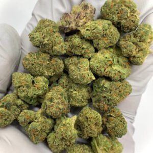 Papaya Delight THCa Flower buds with vibrant orange pistils and frosty trichomes.