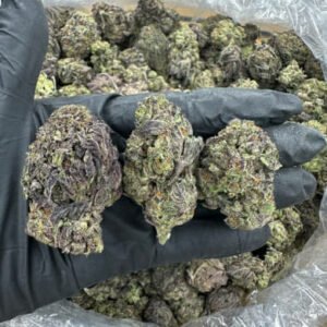 Grape Cream THCa Flower buds with deep purple hues, bright orange pistils, and a thick coating of frosty trichomes.