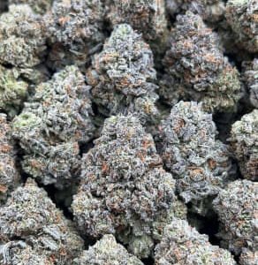 Raspberry Cream THCa Flower buds with purple undertones, orange pistils, and a heavy coating of frosty trichomes.